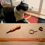 Dog Collar